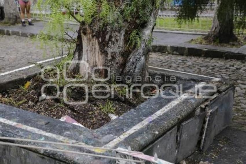 PARQUE DE ANALCO . ARBOL CAÍDO