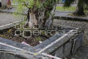 PARQUE DE ANALCO . ARBOL CAÍDO