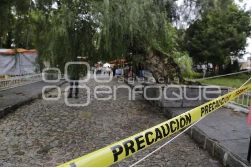 PARQUE DE ANALCO . ARBOL CAÍDO
