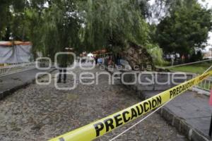PARQUE DE ANALCO . ARBOL CAÍDO
