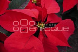 ATLIXCO . FLOR DE NOCHEBUENA