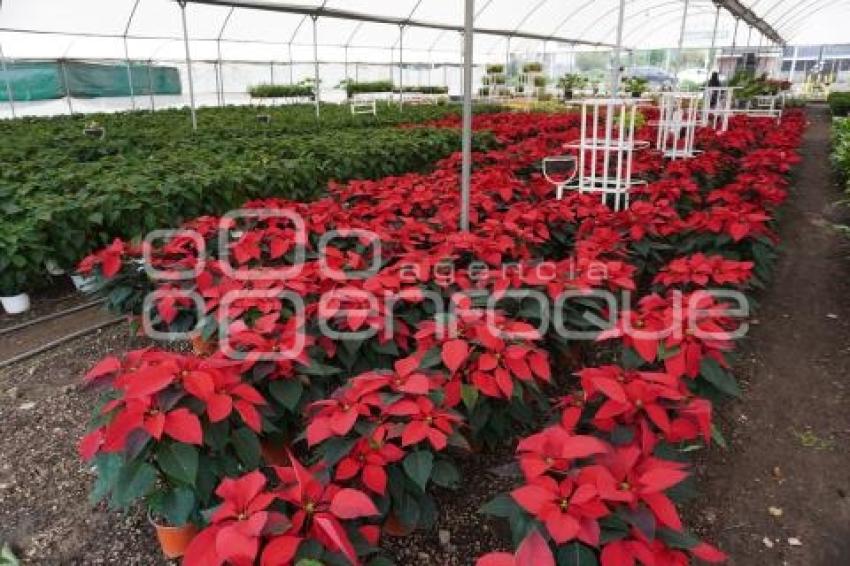 ATLIXCO . FLOR DE NOCHEBUENA