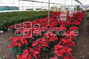 ATLIXCO . FLOR DE NOCHEBUENA