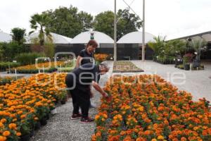 ATLIXCO . FLOR DE CEMPASÚCHIL