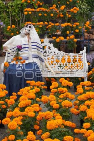 ATLIXCO . FLOR DE CEMPASÚCHIL