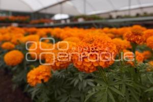 ATLIXCO . FLOR DE CEMPASÚCHIL