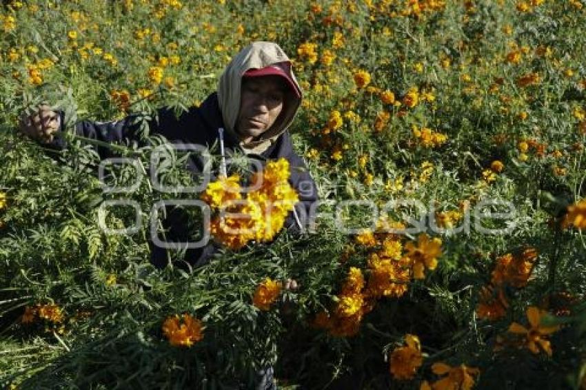 SAN PEDRO CHOLULA . FLOR DE CEMPASÚCHIL