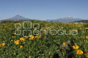 SAN PEDRO CHOLULA . FLOR DE CEMPASÚCHIL