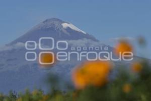 SAN PEDRO CHOLULA . FLOR DE CEMPASÚCHIL