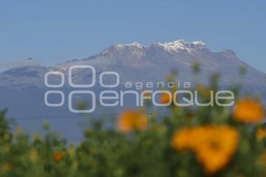 SAN PEDRO CHOLULA . FLOR DE CEMPASÚCHIL