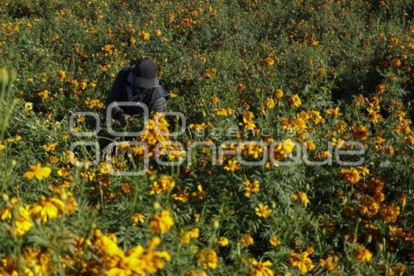 SAN PEDRO CHOLULA . FLOR DE CEMPASÚCHIL