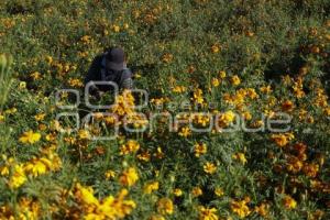 SAN PEDRO CHOLULA . FLOR DE CEMPASÚCHIL