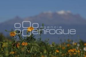 SAN PEDRO CHOLULA . FLOR DE CEMPASÚCHIL