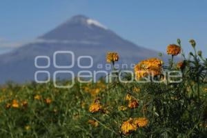 SAN PEDRO CHOLULA . FLOR DE CEMPASÚCHIL