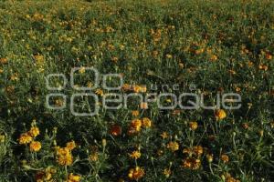 SAN PEDRO CHOLULA . FLOR DE CEMPASÚCHIL