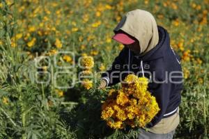 SAN PEDRO CHOLULA . FLOR DE CEMPASÚCHIL
