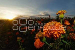 ATARDECER . CEMPASÚCHIL