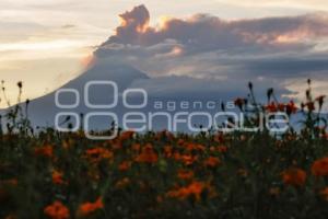 ATARDECER . CEMPASÚCHIL