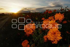 ATARDECER . CEMPASÚCHIL
