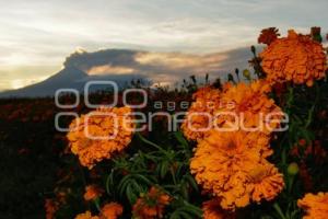 ATARDECER . CEMPASÚCHIL