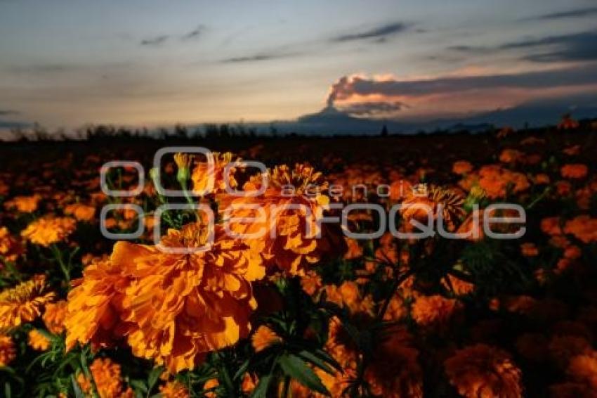 ATARDECER . CEMPASÚCHIL