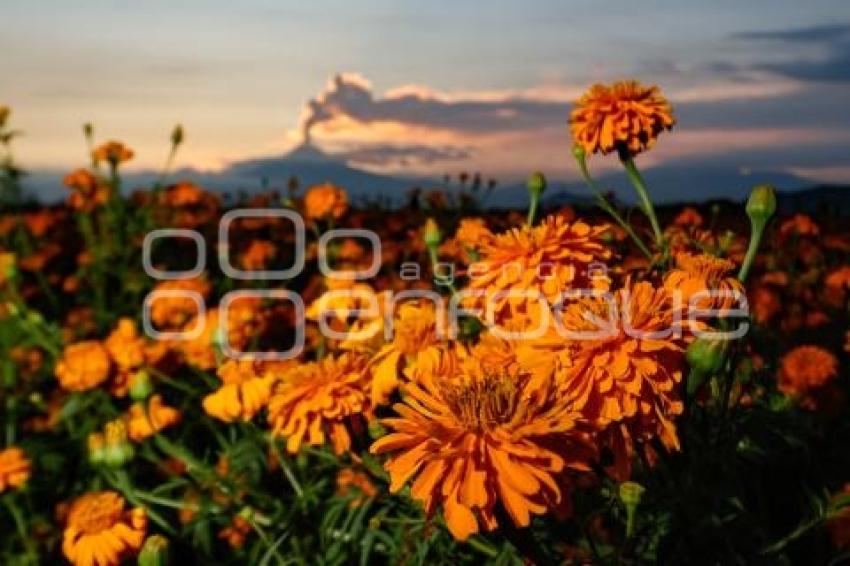 ATARDECER . CEMPASÚCHIL