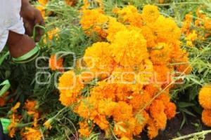 ATLIXCO . FLOR DE CEMPASÚCHIL