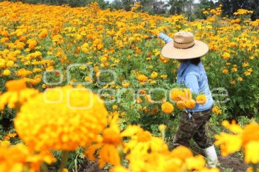 ATLIXCO . FLOR DE CEMPASÚCHIL