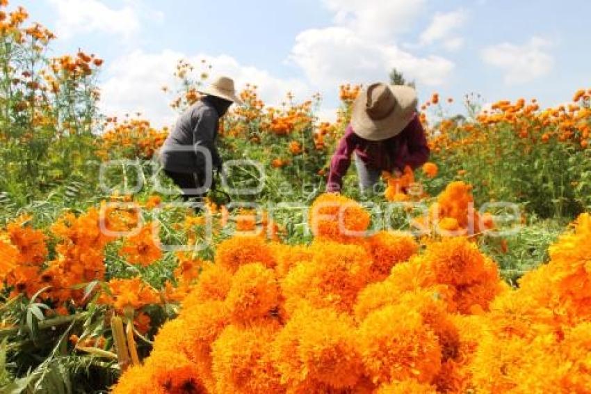 ATLIXCO . FLOR DE CEMPASÚCHIL