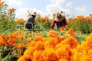 ATLIXCO . FLOR DE CEMPASÚCHIL