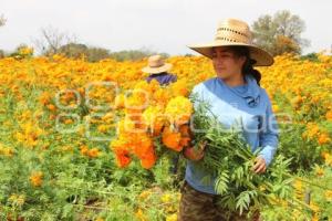 ATLIXCO . FLOR DE CEMPASÚCHIL