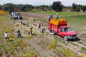 ATLIXCO . FLOR DE CEMPASÚCHIL