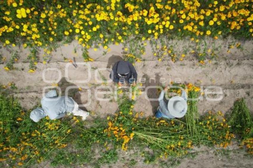 TLAXCALA . CAMPOS DE CEMPASÚCHIL