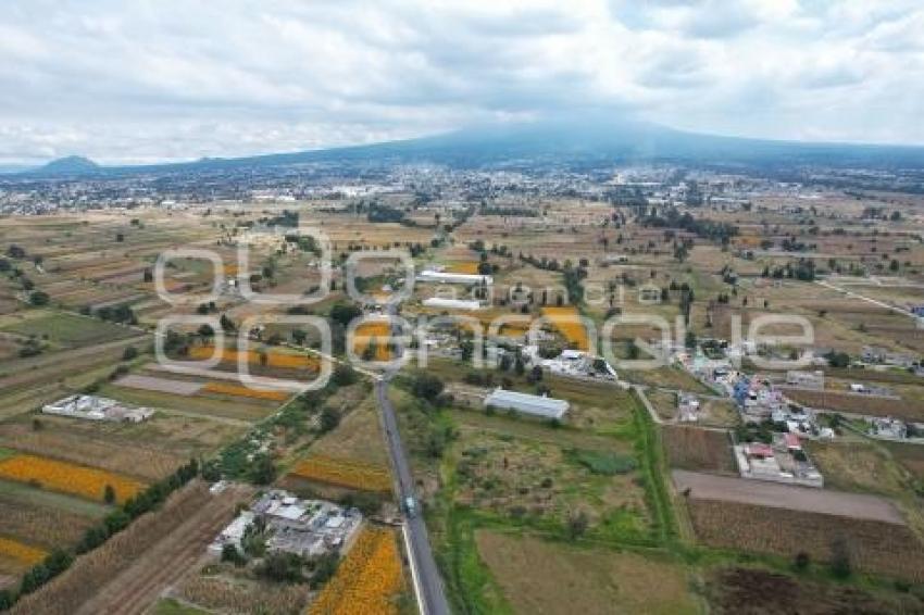 TLAXCALA . CAMPOS DE CEMPASÚCHIL