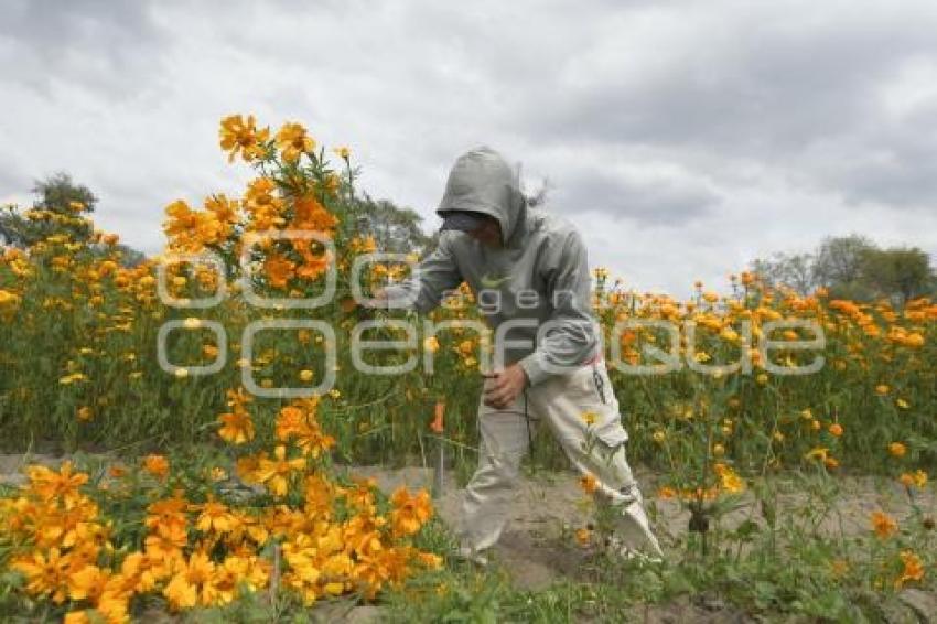 TLAXCALA . CAMPOS DE CEMPASÚCHIL
