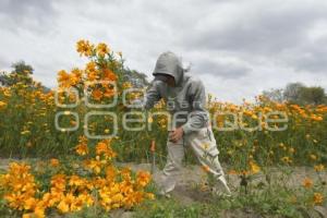 TLAXCALA . CAMPOS DE CEMPASÚCHIL