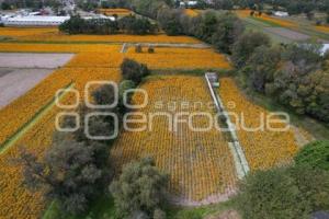 TLAXCALA . CAMPOS DE CEMPASÚCHIL