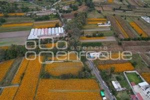 TLAXCALA . CAMPOS DE CEMPASÚCHIL