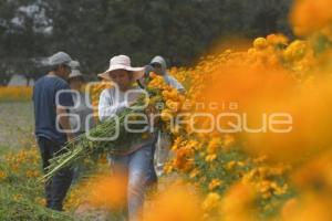 TLAXCALA . CAMPOS DE CEMPASÚCHIL