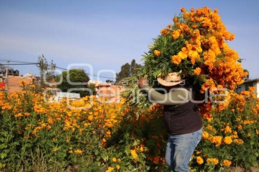 TLAXCALA . FLOR DE CEMPASÚCHIL