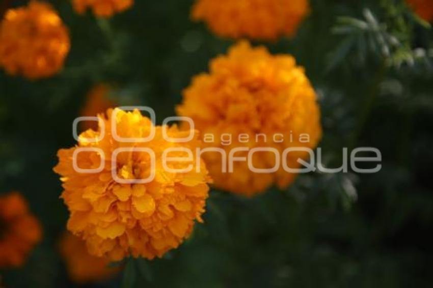TLAXCALA . FLOR DE CEMPASÚCHIL