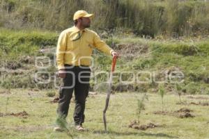 GOBIERNO ESTATAL . REFORESTACIÓN TLAHUAPAN