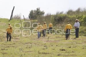 GOBIERNO ESTATAL . REFORESTACIÓN TLAHUAPAN