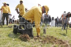 GOBIERNO ESTATAL . REFORESTACIÓN TLAHUAPAN