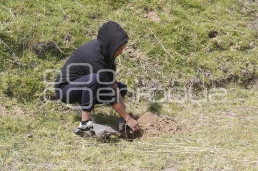 GOBIERNO ESTATAL . REFORESTACIÓN TLAHUAPAN
