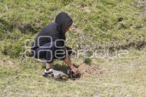 GOBIERNO ESTATAL . REFORESTACIÓN TLAHUAPAN