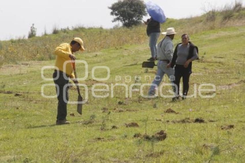 GOBIERNO ESTATAL . REFORESTACIÓN TLAHUAPAN