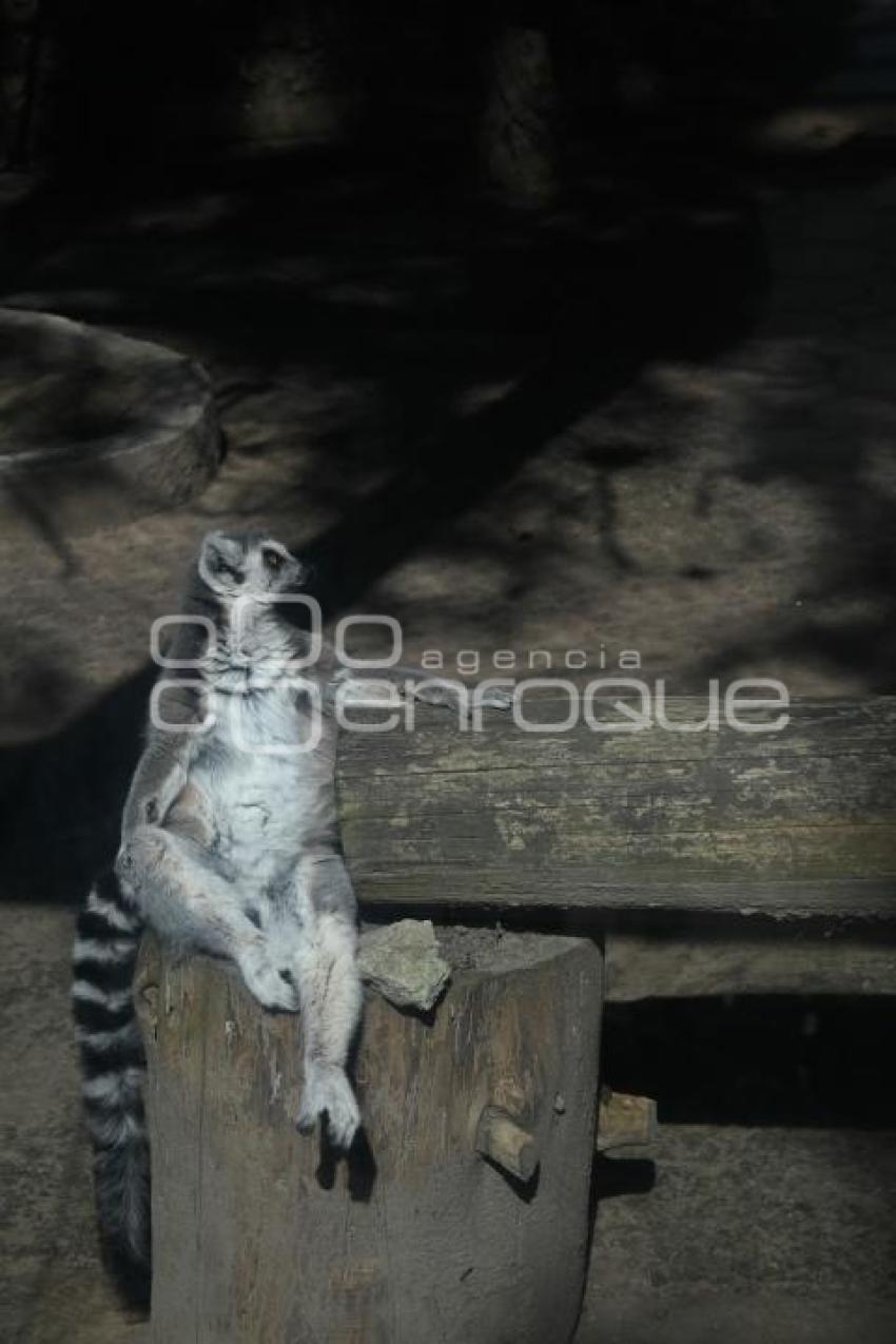 TLAXCALA . ZOOLÓGICO ALTIPLANO