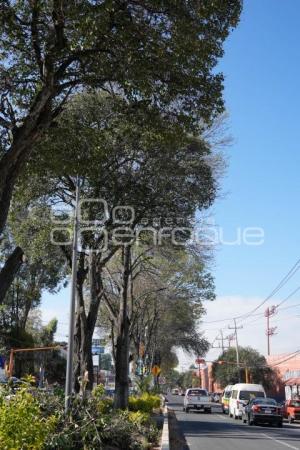 TLAXCALA . PODA DE ÁRBOLES