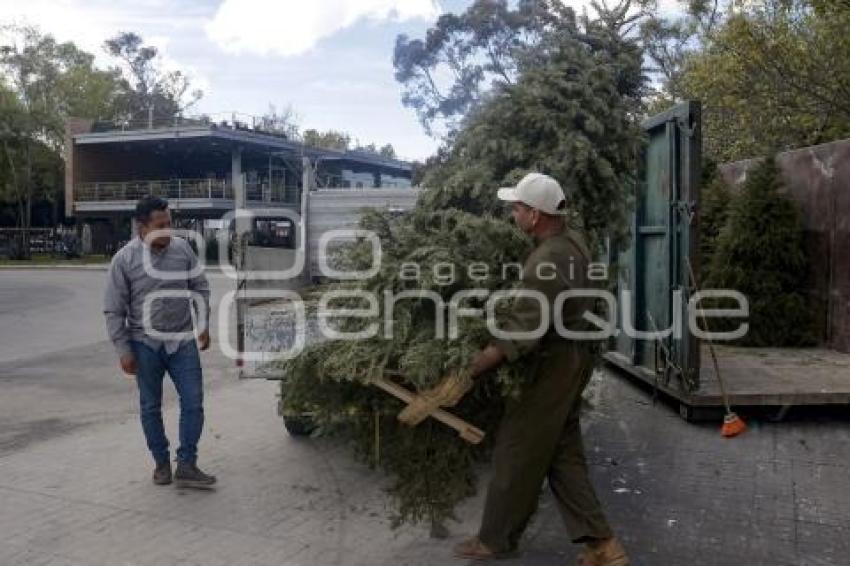 ARBOTERRA . VERDE NAVIDAD